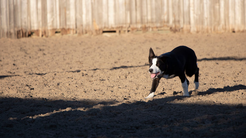 June and Hank- Round Pen Work